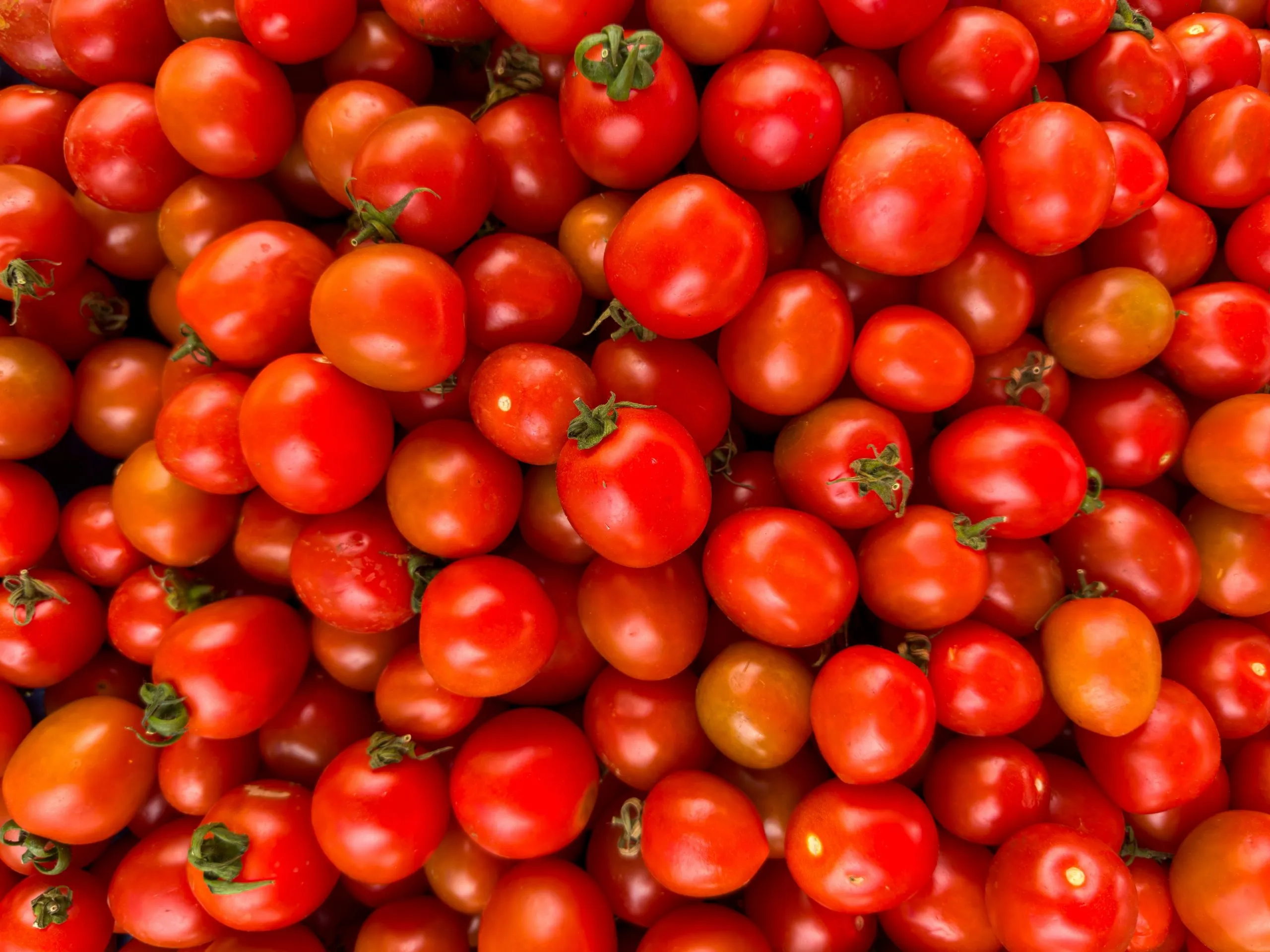 Fresh Indian Tomato Export – Shuvendu Saha